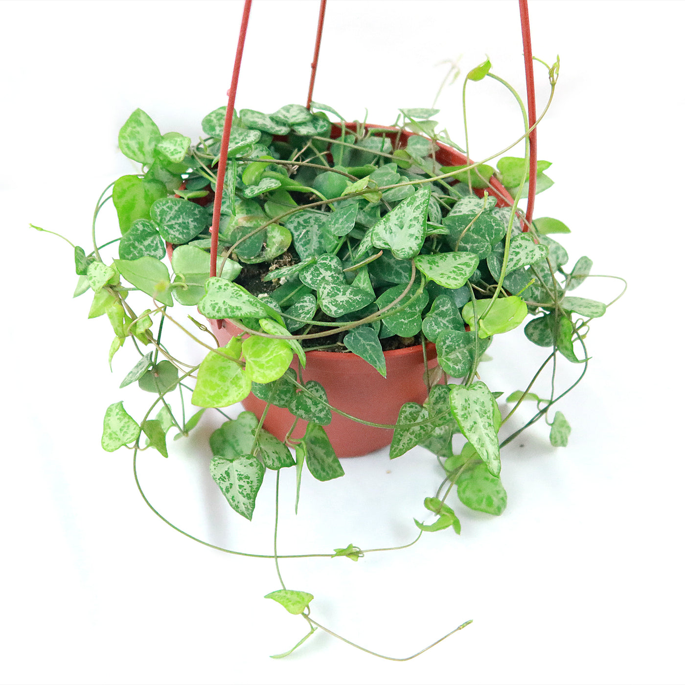 hanging plant red leaves Shop 'String of Arrows Plant' Care & Growing Guide