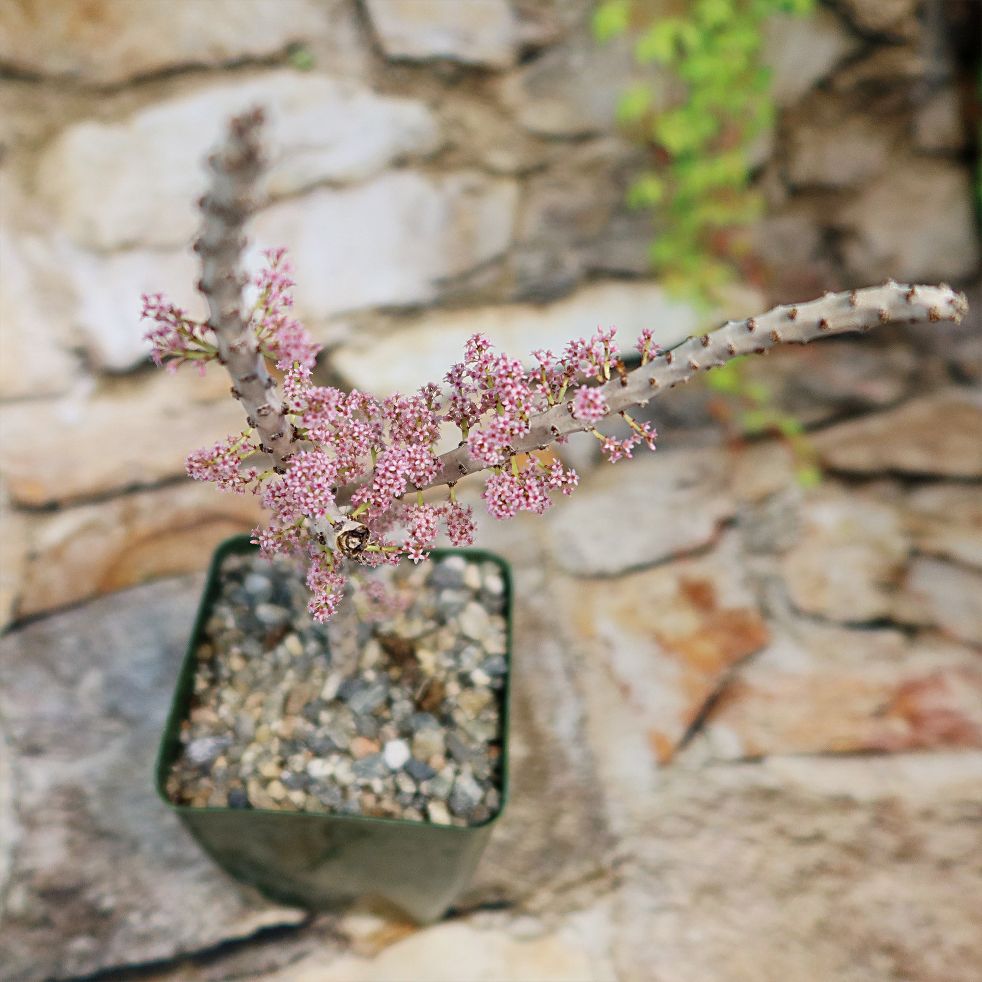 Ceraria namaquensis succulent with thick grey stems and pink flowers, displayed bonsai-style on stone, with greenery behind.