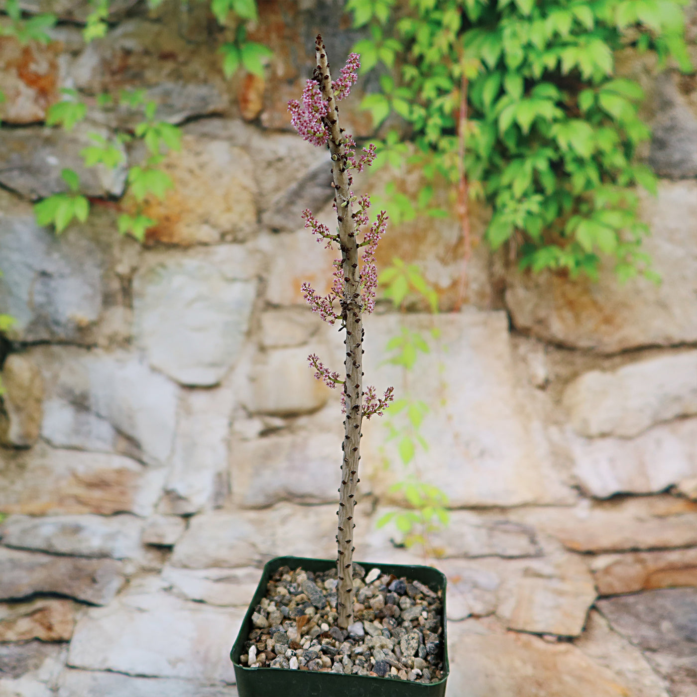 Shop ‘Ceraria namaquensis’ Care & Info | Planet Desert