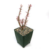 Ceraria namaquensis succulent with two upright branches and small pink flowers, styled as bonsai in a green square pot with gravel.