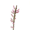Ceraria namaquensis is a rare succulent with delicate pink flowers, featuring a bonsai-like, shrub appearance.