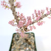 Close-up of a potted Ceraria namaquensis succulent with slender branches and tiny pink flowers, showcasing its bonsai-like form.