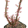 Ceraria namaquensis succulent with upright woody stems and pink flower clusters in gravel soil, shown against a white background.