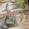 Ceraria namaquensis succulent with thick grey stems and pink flowers, displayed bonsai-style on stone, with greenery behind.