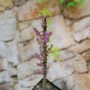 Ceraria namaquensis succulent with pink flower clusters in a pot, resembling a bonsai shrub, set before a blurred stone wall background.