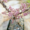 Close-up of a Ceraria namaquensis branch with clusters of pink flowers in bloom above its pot, set against a softly blurred background.