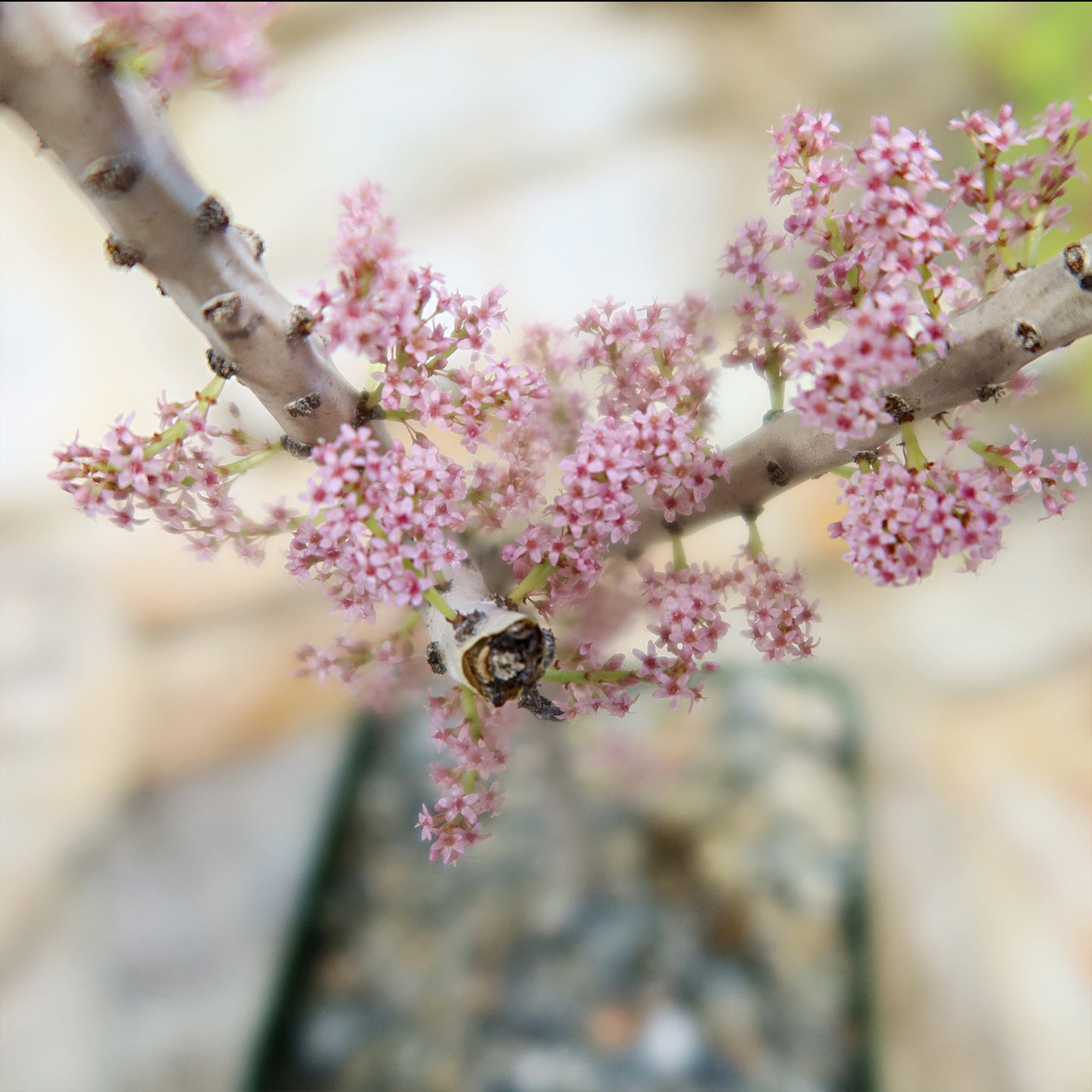 Shop ‘Ceraria namaquensis’ Care & Info | Planet Desert
