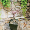 A small potted Ceraria namaquensis succulent with thick upright branches and tiny pink flowers, set on stone with greenery behind.