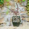 A rare Ceraria namaquensis succulent with two spiky stems and tiny pink flowers in a small pot on a stone surface, greenery behind.