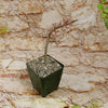 A compact Ceraria namaquensis with sparse branches and tiny pink buds in a green square pot of pebbles on a stone-patterned background.