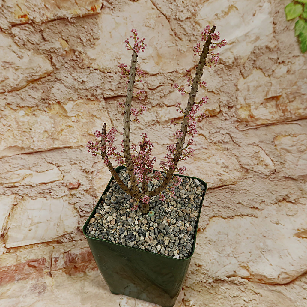 patrol_placeholder_a6ead9acc5af34cb22c78a05ed144ef7