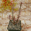 Ceraria namaquensis succulent with thin upright stems and pinkish-purple buds, bonsai-like, set against stone-textured background and greenery.