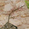 Curved, thorny stem of Ceraria namaquensis succulent, with tiny pink flowers in gravel soil, set before a beige stone wall.