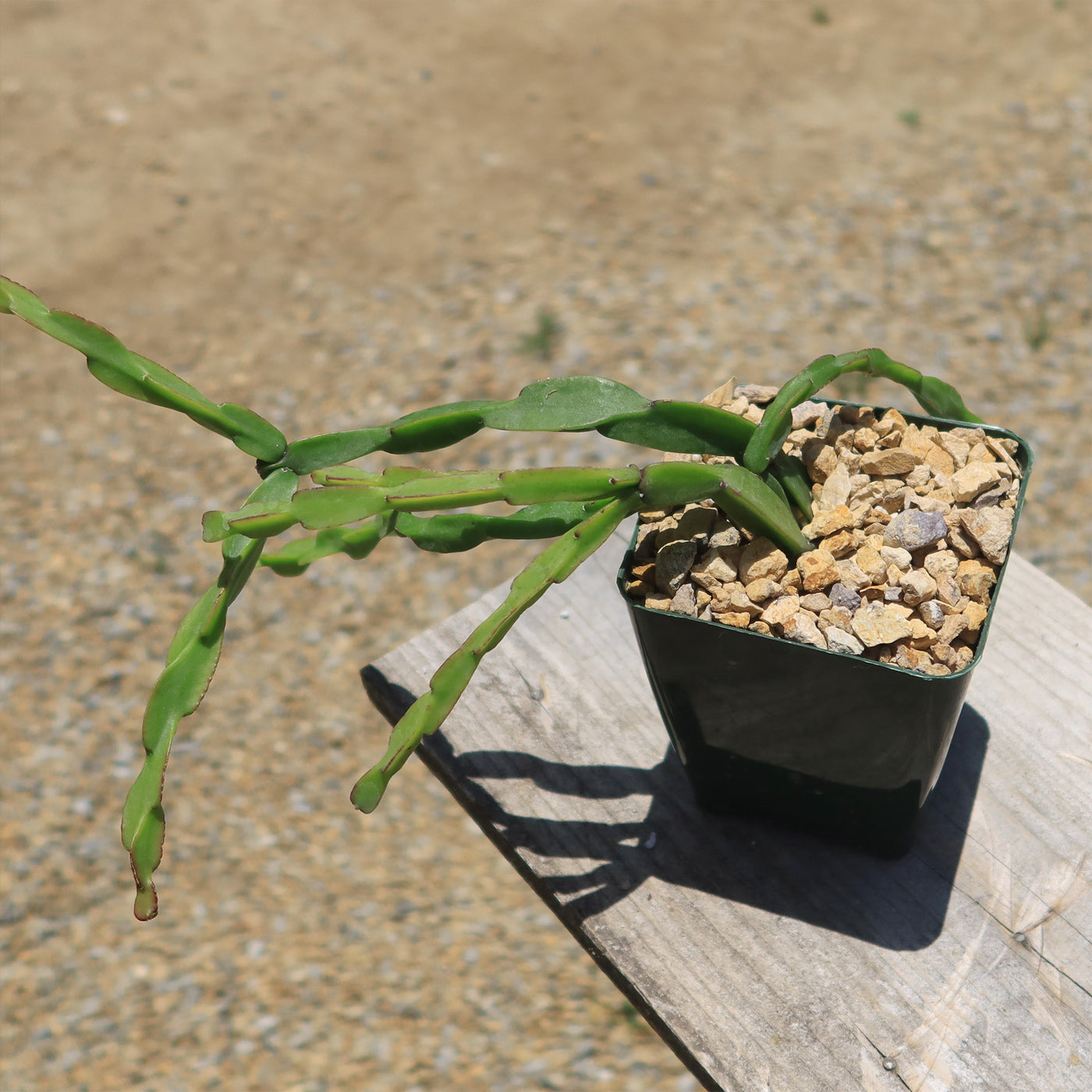 Chain Cactus 'Rhipsalis paradoxa' 