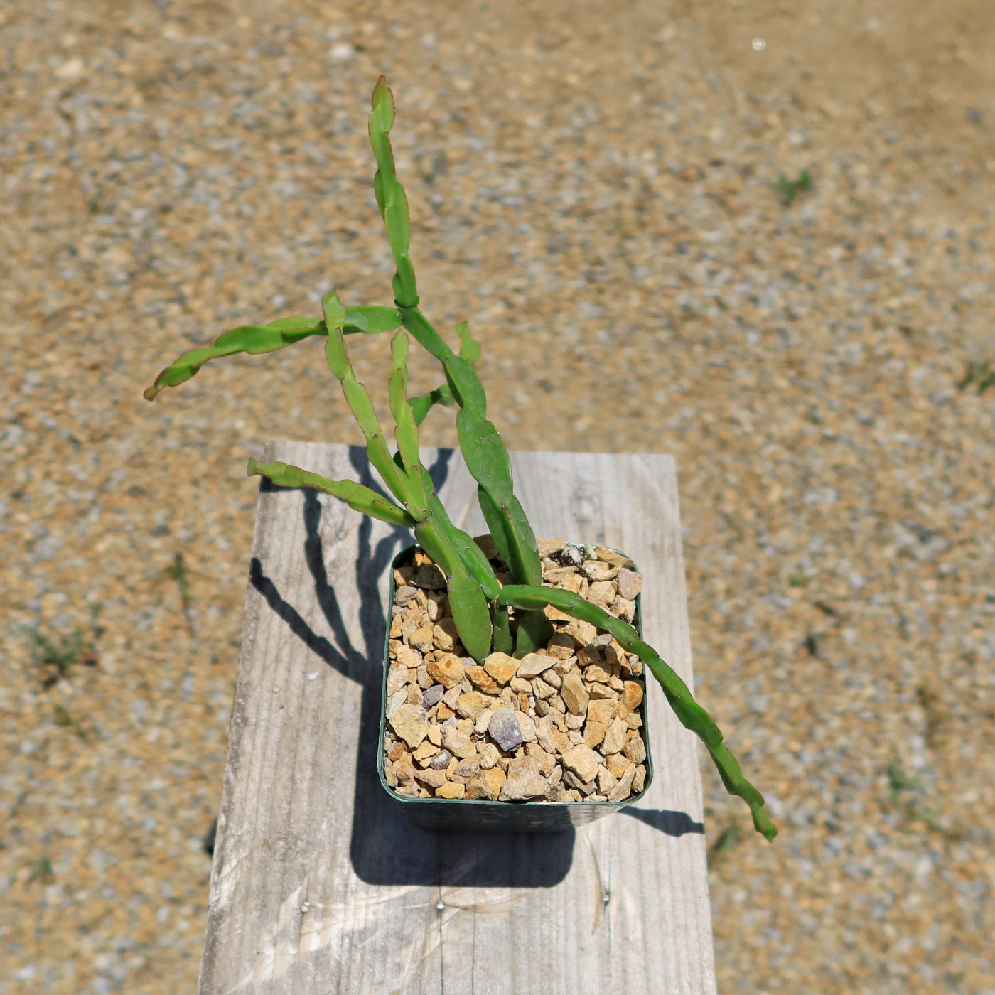 Chain Cactus 'Rhipsalis paradoxa' 