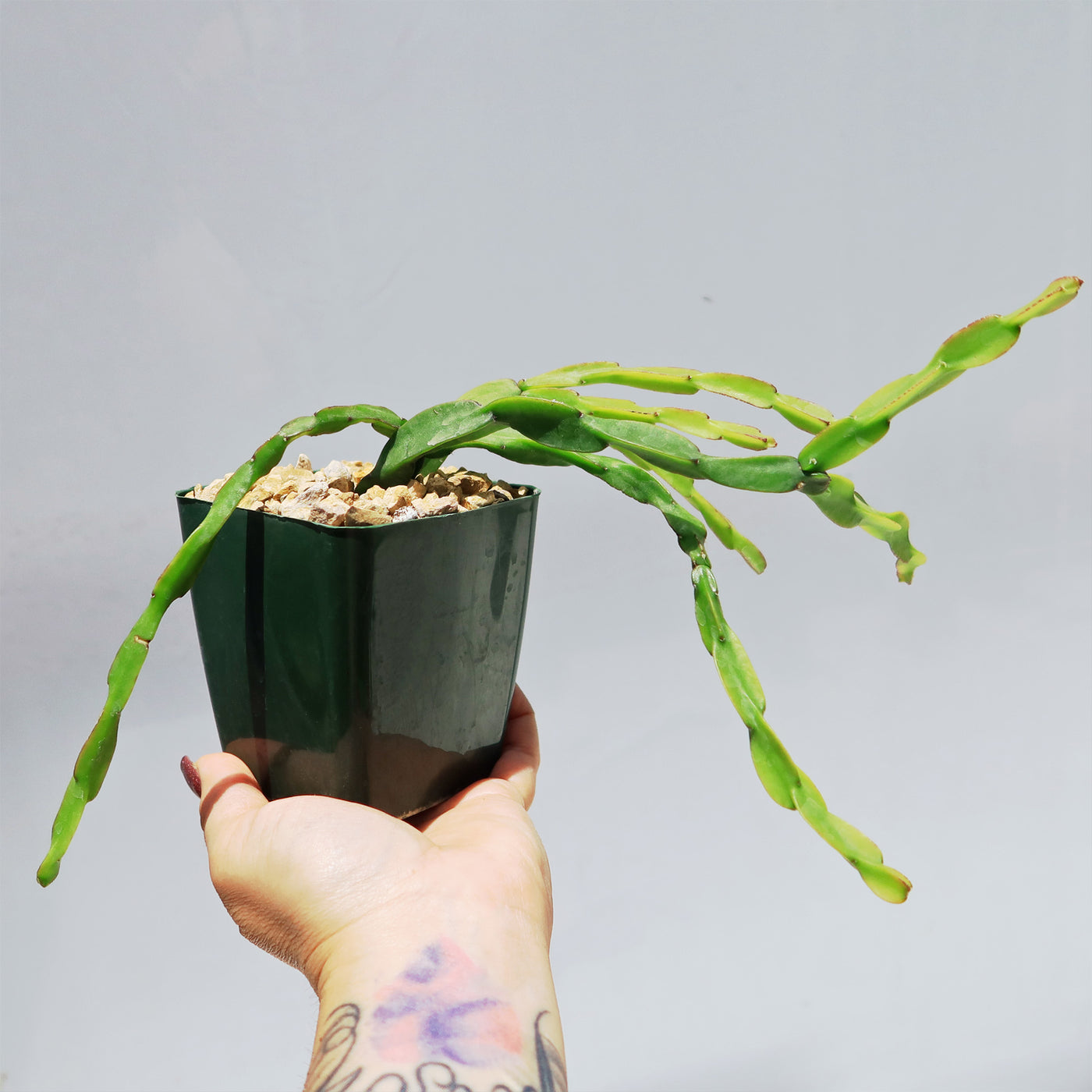 Chain Cactus 'Rhipsalis paradoxa' 