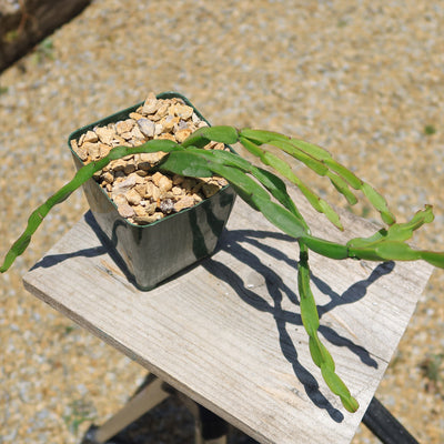 Chain Cactus 'Rhipsalis paradoxa' 