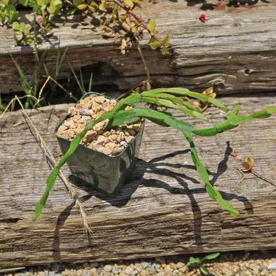 Chain Cactus 'Rhipsalis paradoxa' 