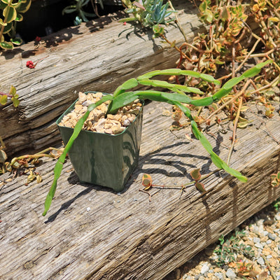 Chain Cactus 'Rhipsalis paradoxa' 