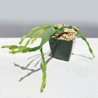 Chain Cactus 'Rhipsalis paradoxa' 