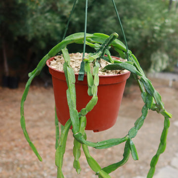 types of trailing cactus Chain Cactus 'Rhipsalis paradoxa'