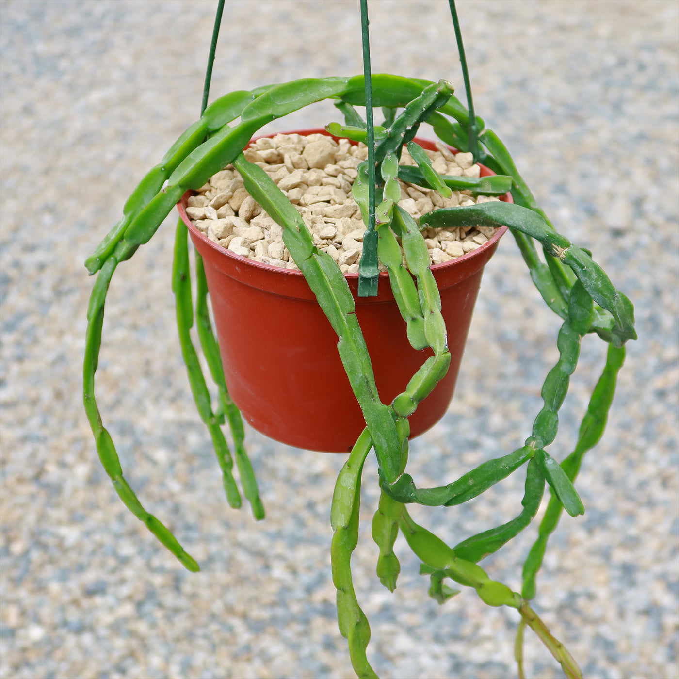 Chain Cactus 'Rhipsalis paradoxa' 