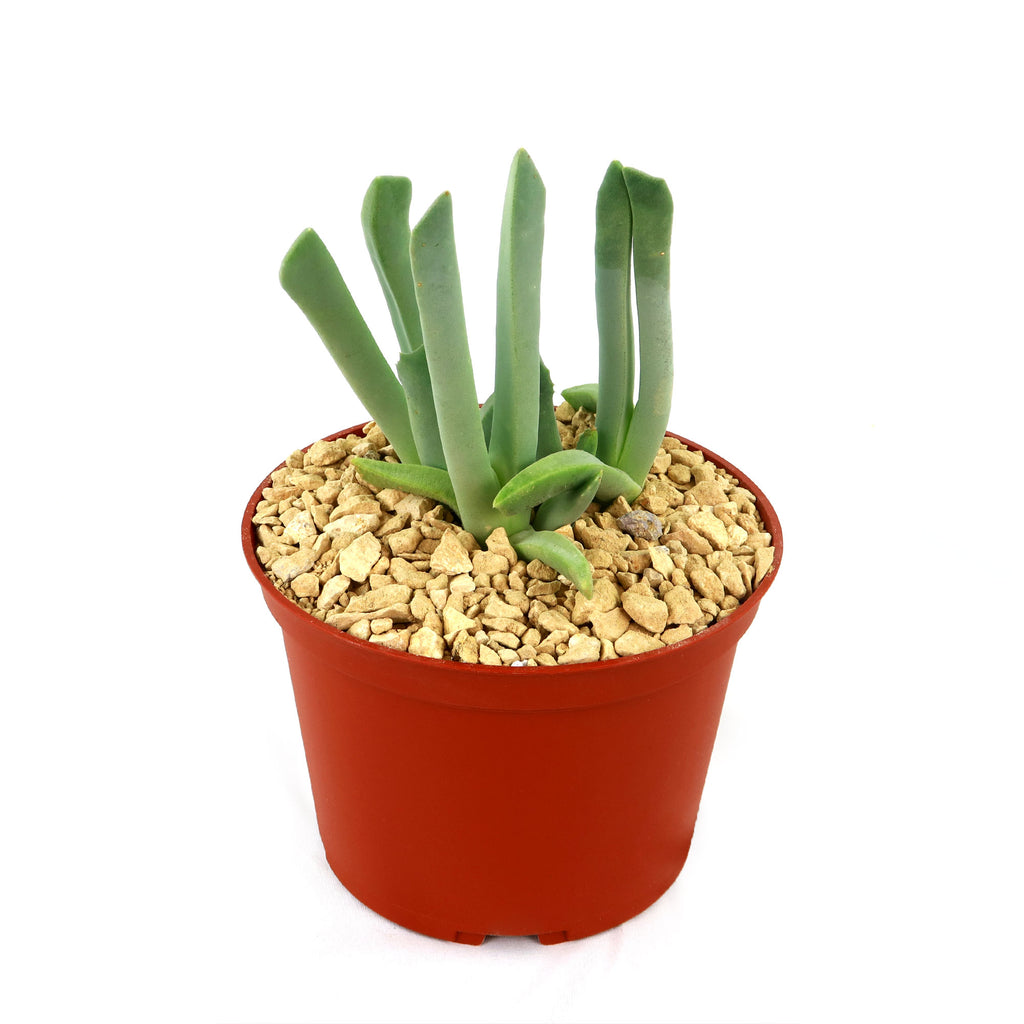 Cheiridopsis candidissima