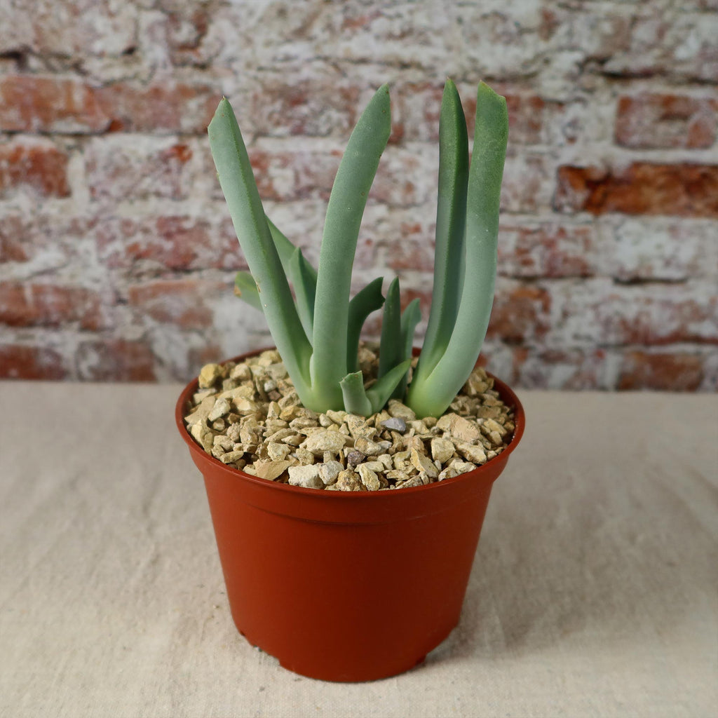 Cheiridopsis candidissima