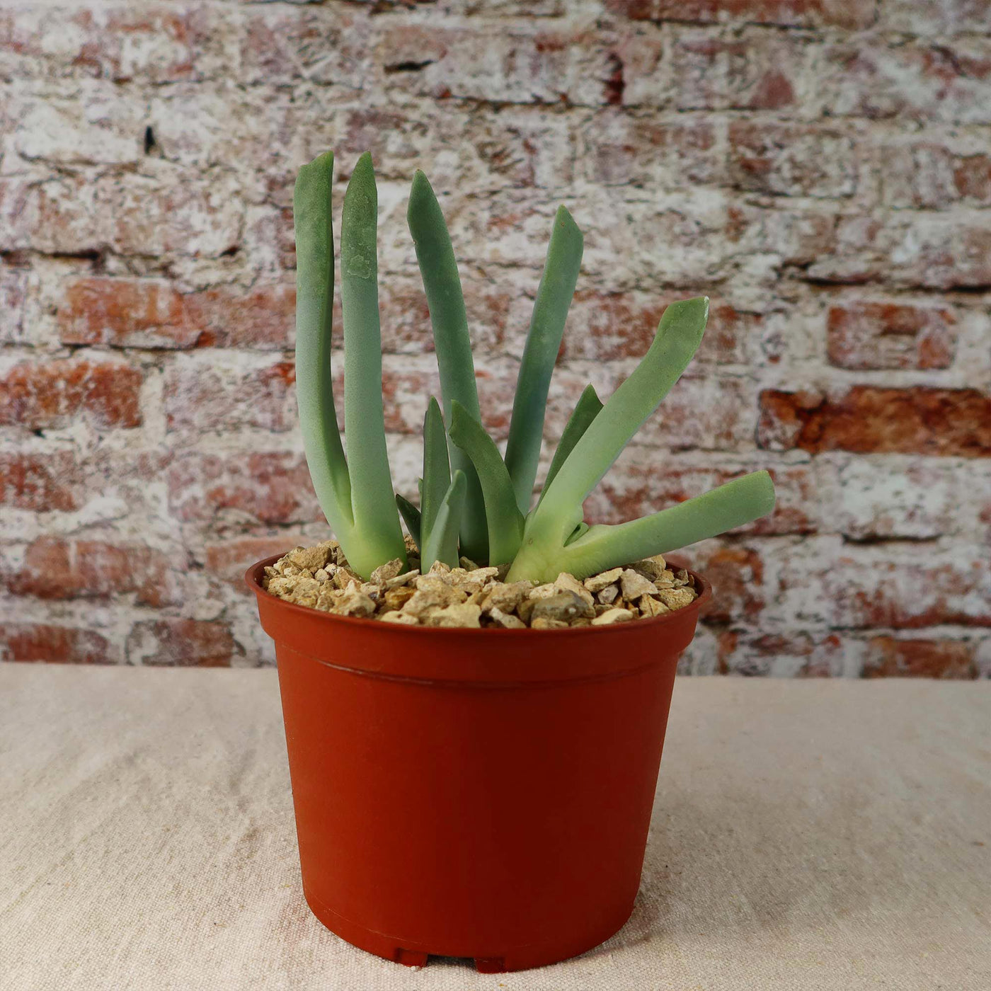 frosted claw succulent Cheiridopsis candidissima