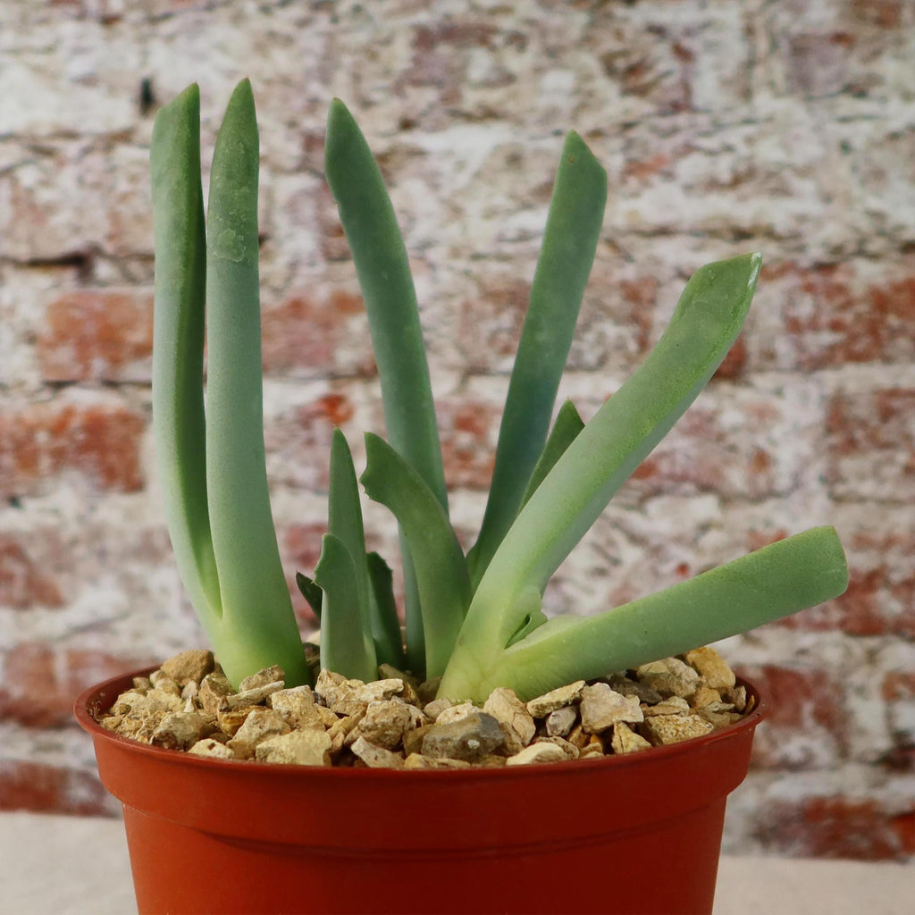 Cheiridopsis candidissima