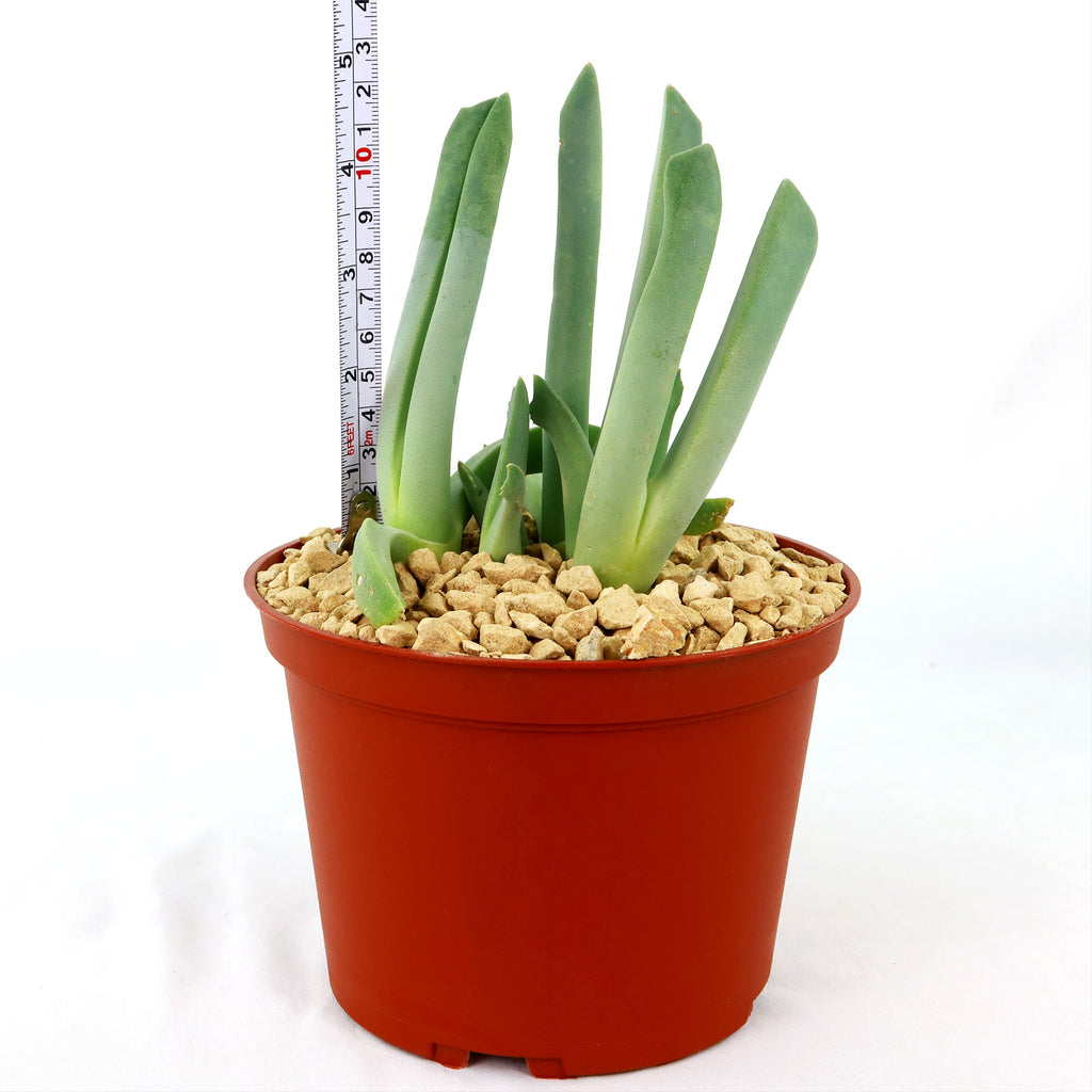 Cheiridopsis candidissima