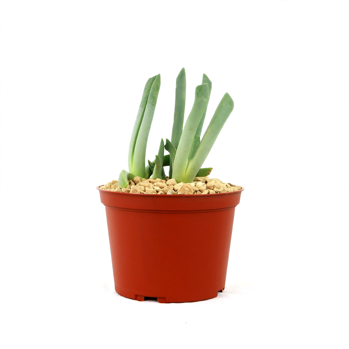 lobster claw succulent care Shop 'Lobster Claw Plant - Cheiridopsis candidissima'
