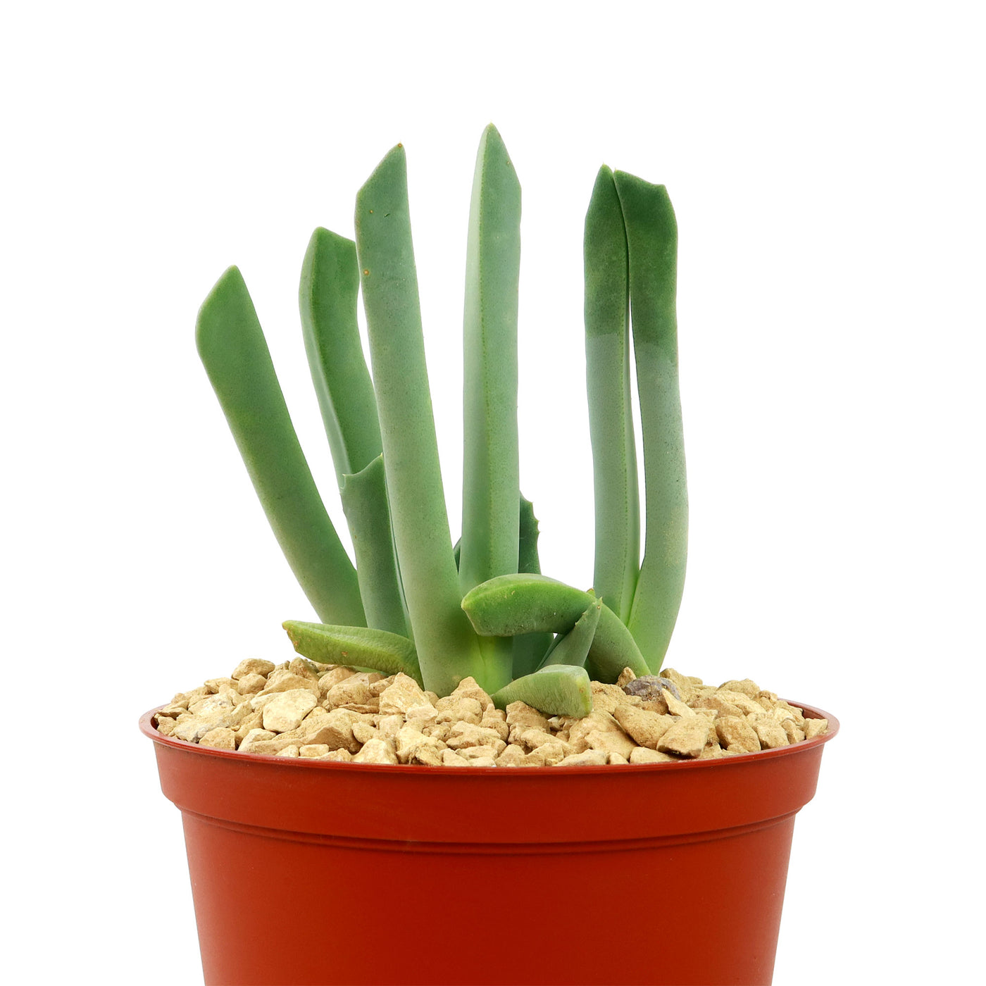 lobster pot plant Shop 'Lobster Claw Plant - Cheiridopsis candidissima'