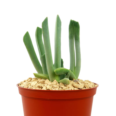 lobster claw succulent care Cheiridopsis candidissima
