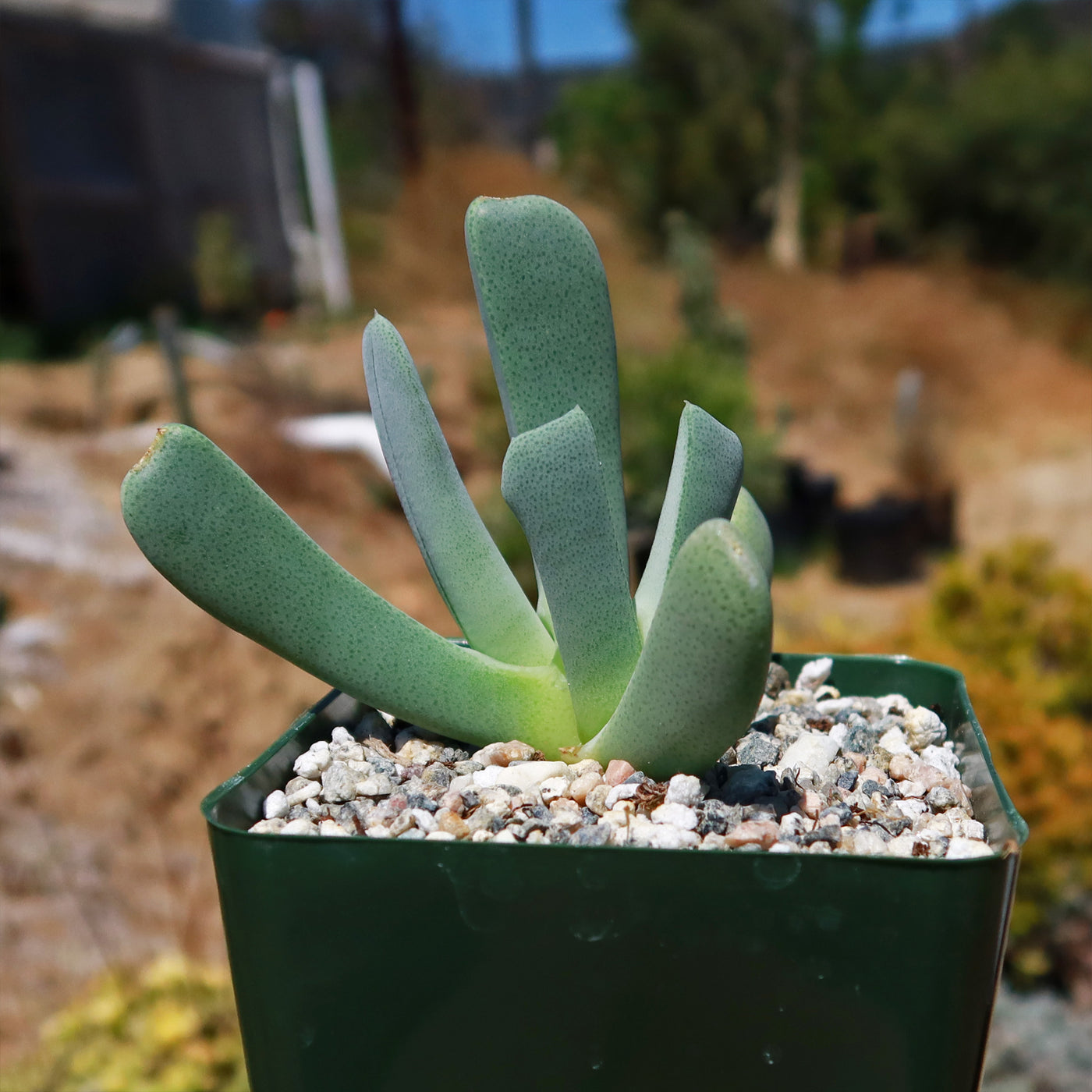 lobster claw succulent care Cheiridopsis candidissima