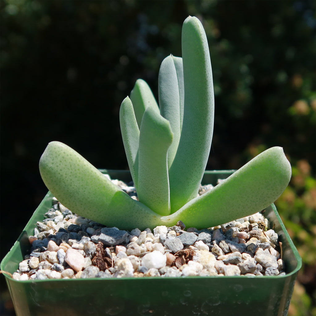 Cheiridopsis candidissima