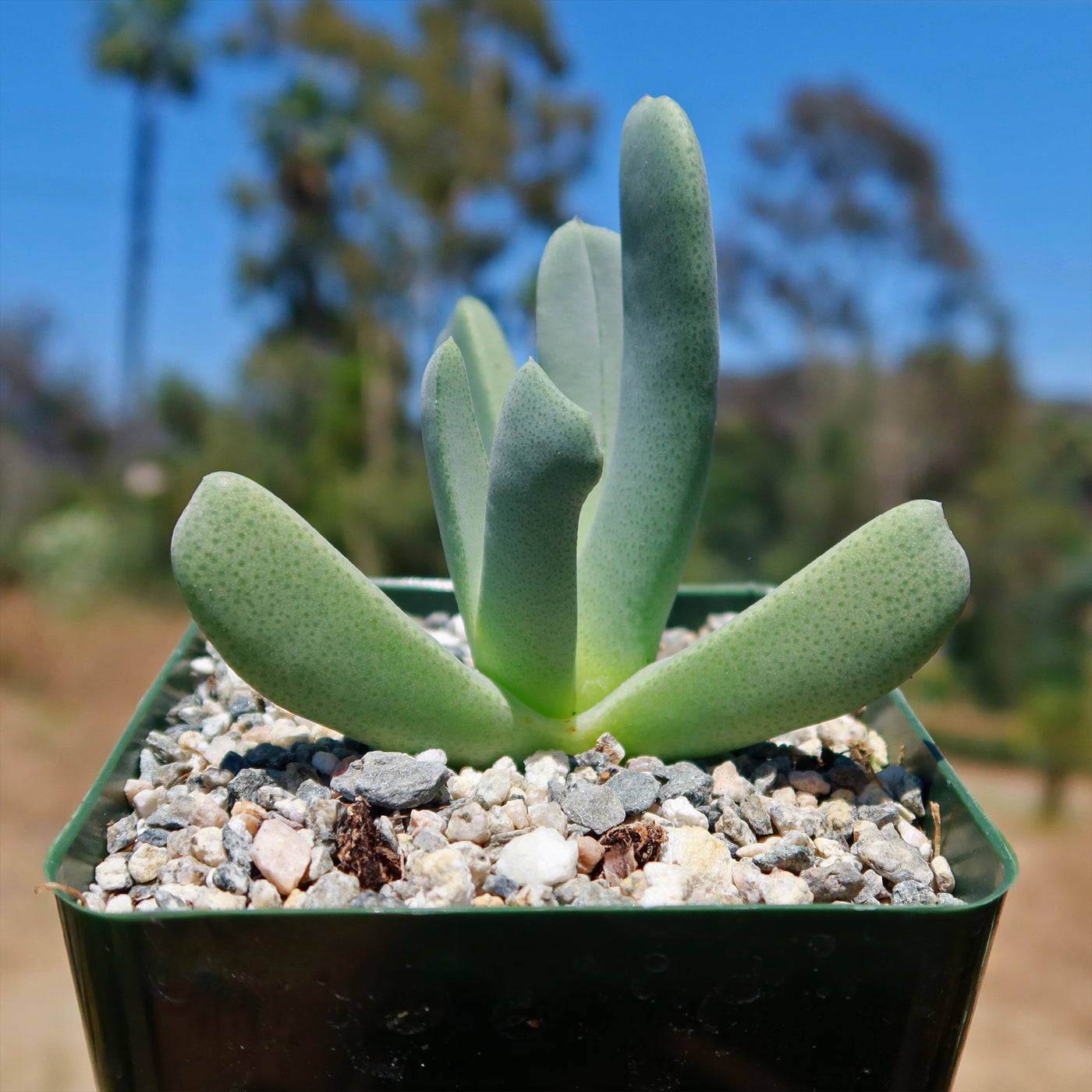 lobster claw succulent care Cheiridopsis candidissima