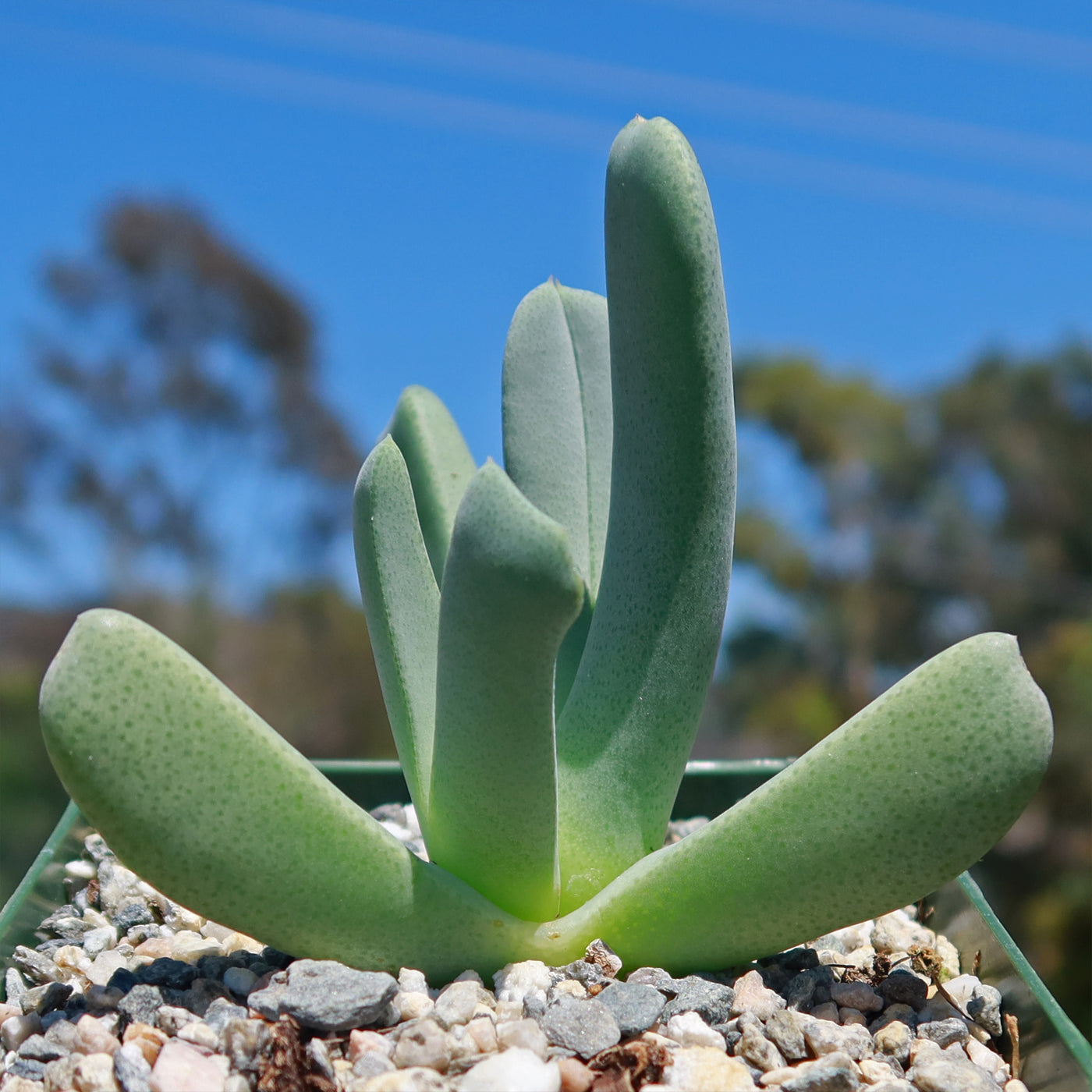 lobster claw succulent care Cheiridopsis candidissima