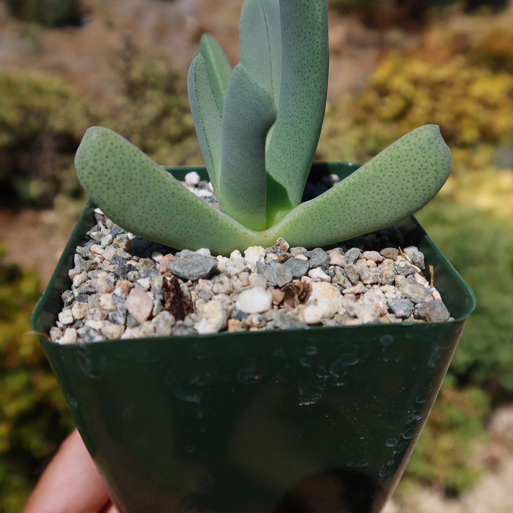 Cheiridopsis candidissima