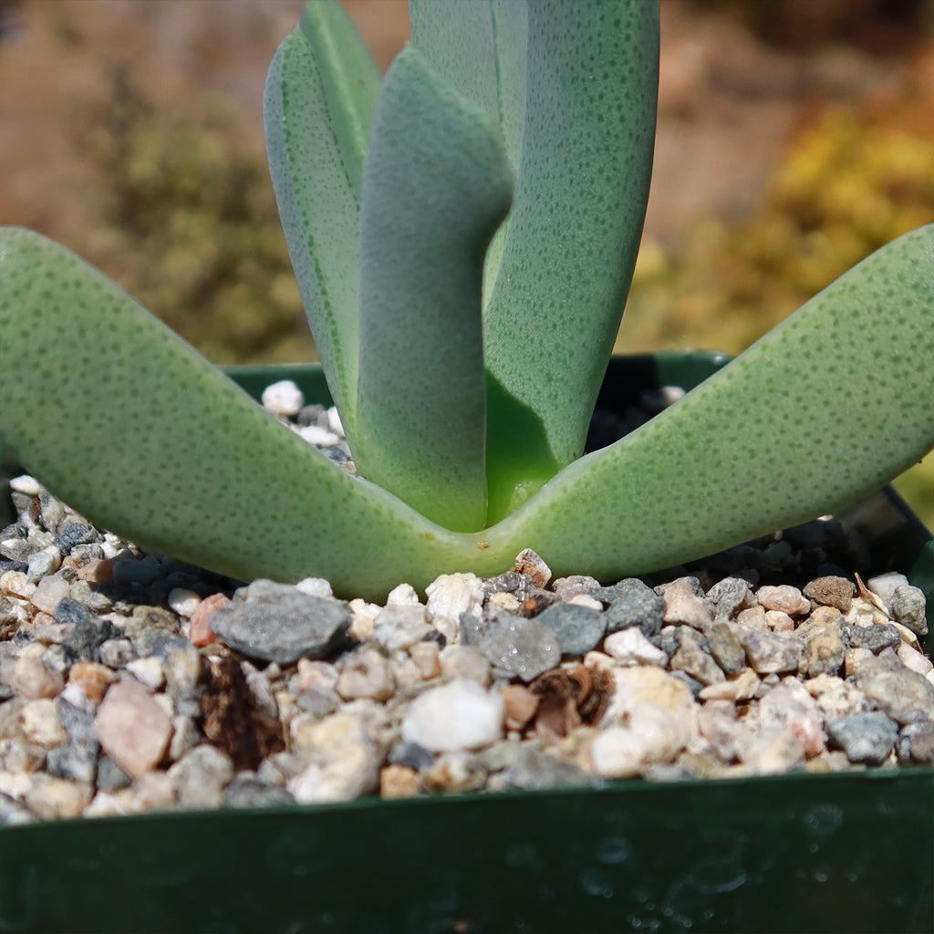 Cheiridopsis candidissima