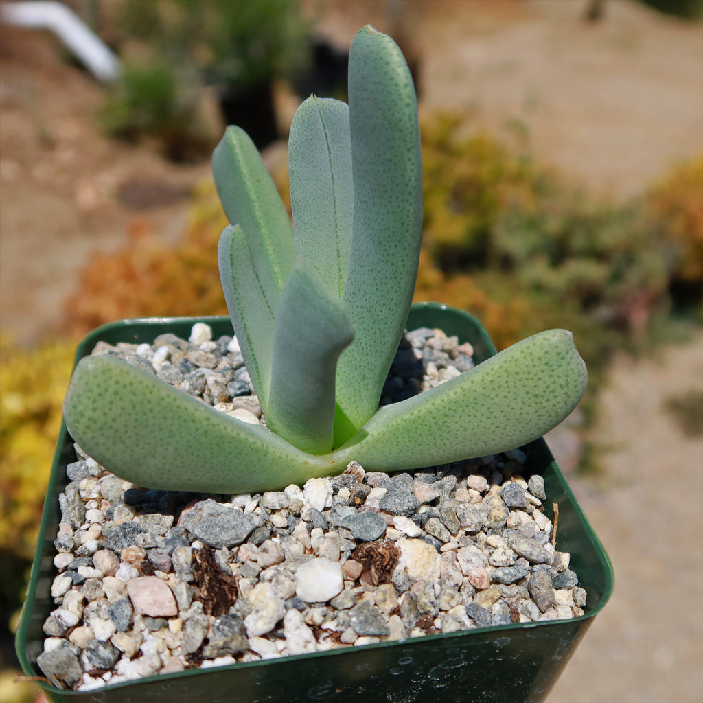 Cheiridopsis candidissima