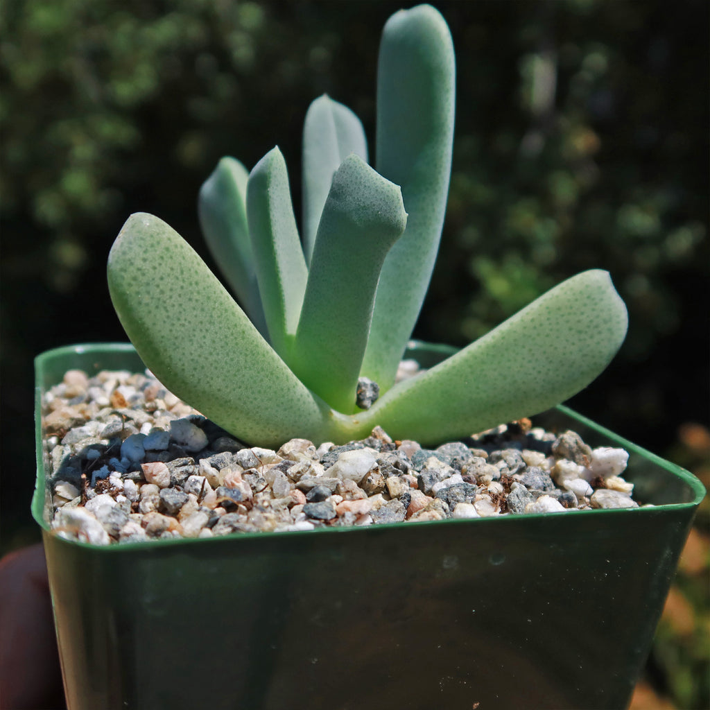 Cheiridopsis candidissima