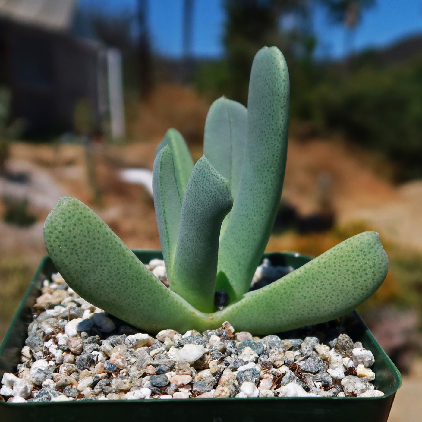 lobster claw succulent Shop 'Lobster Claw Plant - Cheiridopsis candidissima'