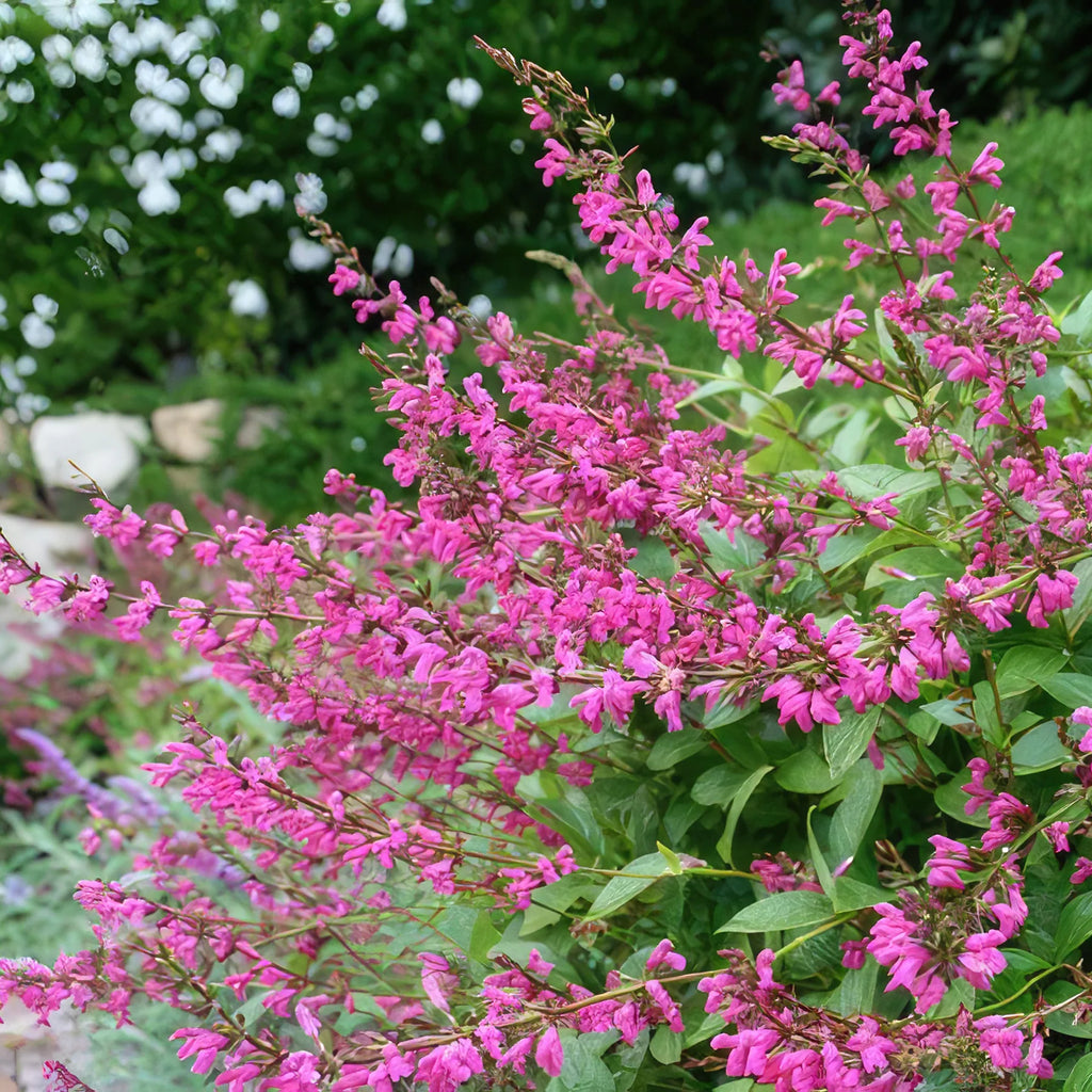 Chiapas Sage ‘Salvia chiapensis’