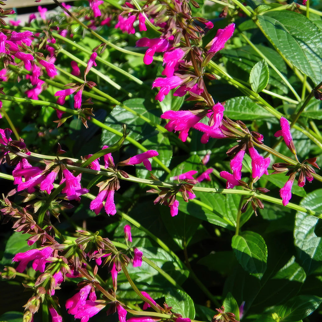 Chiapas Sage ‘Salvia chiapensis’