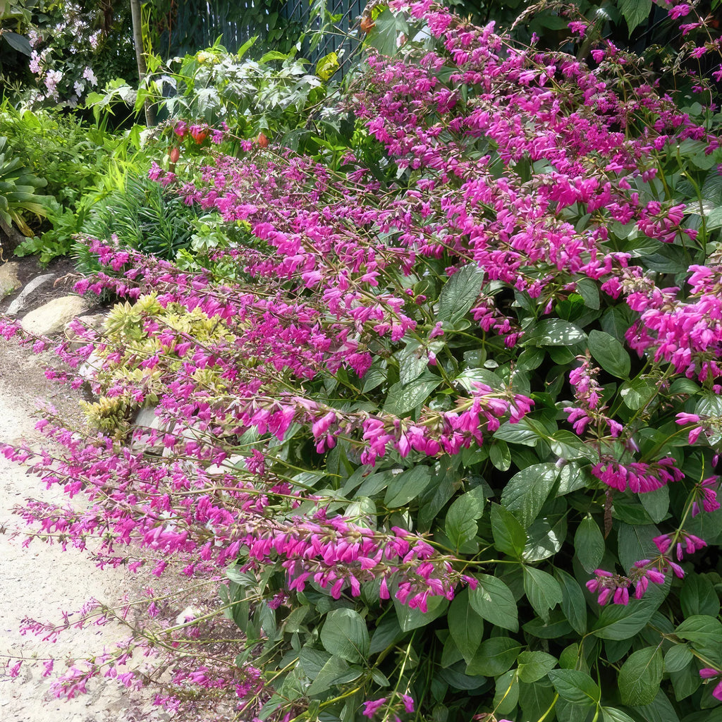 Shop 'Salvia chiapenisis – Chiapas Sage' Care and Info | Planet Desert