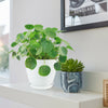 Chinese Money Plant in a white pot and a small succulent in a blue marbled pot displayed on a white shelf next to a framed picture.