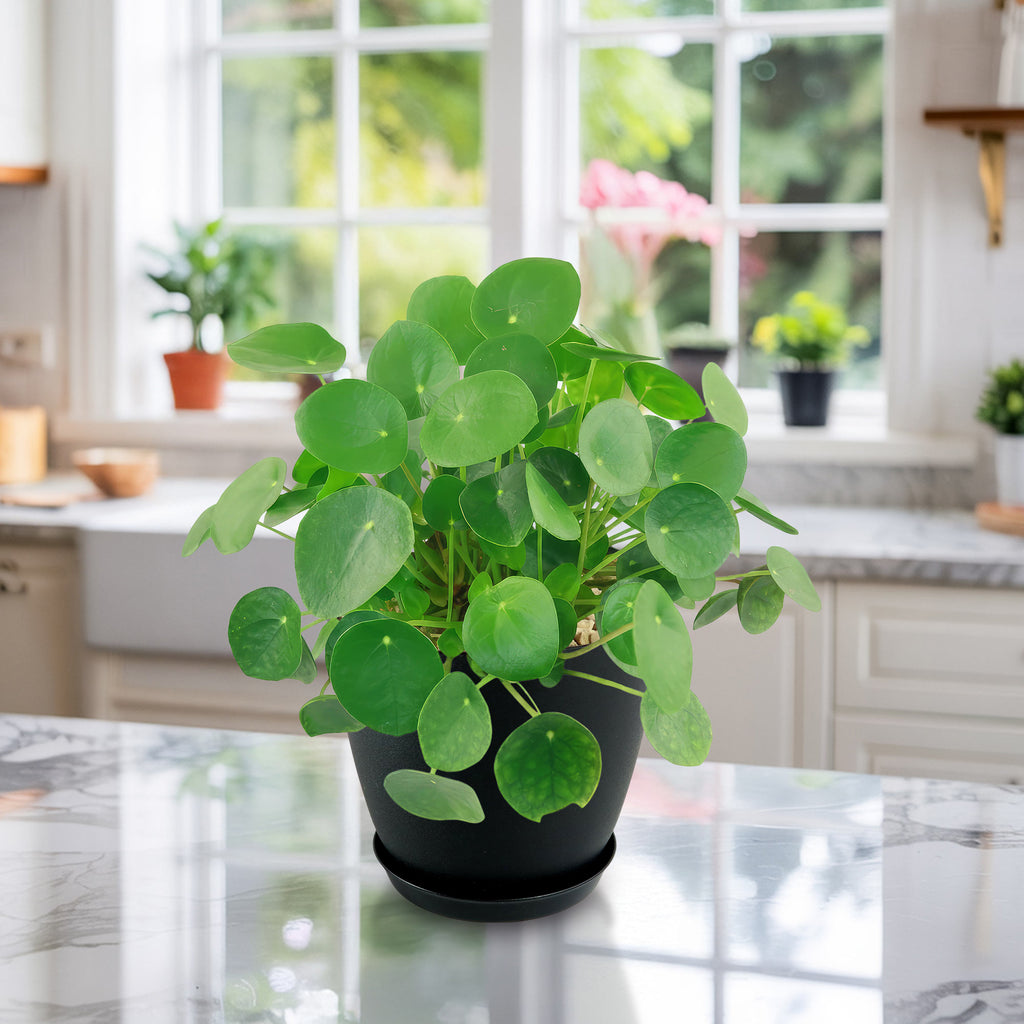 Chinese Money Plant (Pilea peperomioides) with round green leaves sits on a sunlit kitchen counter, surrounded by other houseplants.