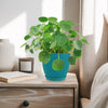 Chinese Money Plant with round green leaves in a blue pot on a wooden bedside table beside a candle, book, and white vase in sunlight.