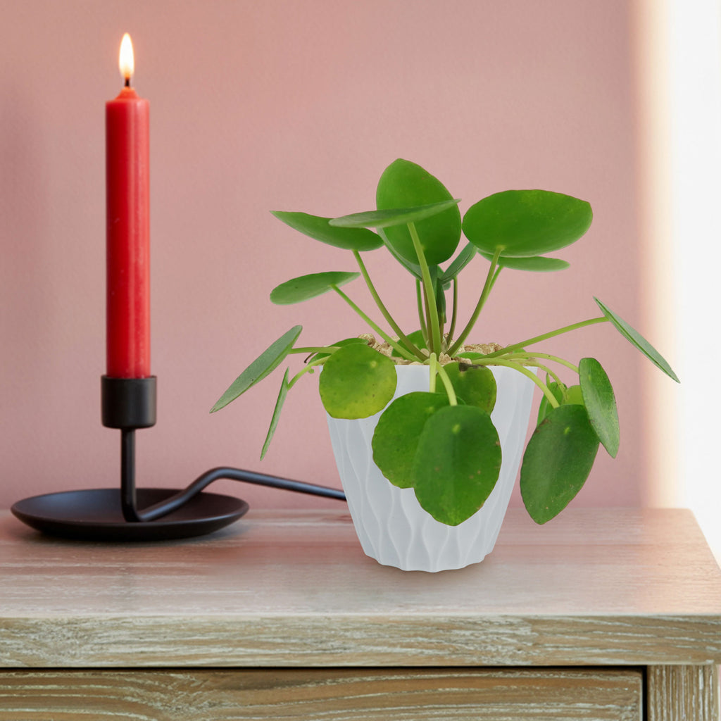 A Chinese Money Plant (Pilea peperomioides) in a white pot rests on wood near a red candle, set against a pink background.
